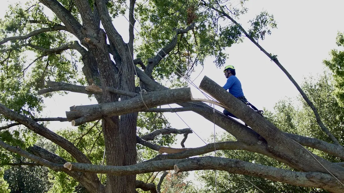 Professional Crown Thinning performed by certified arborists in Greene