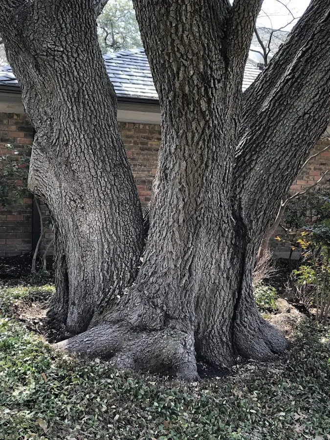 Mature heritage tree close to a Greene property cared for by certified arborists